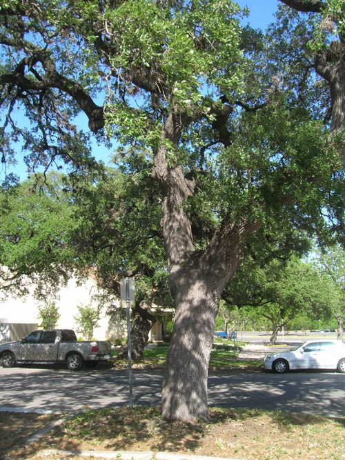 Log Cabin Oaks-recent